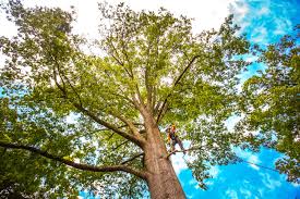 Best Tree Trimming and Pruning  in Haltom City, TX