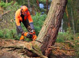 Best Commercial Tree Services  in Haltom City, TX