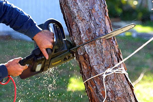 How Our Tree Care Process Works  in  Haltom City, TX