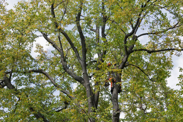 Best Tree Risk Assessment  in Haltom City, TX